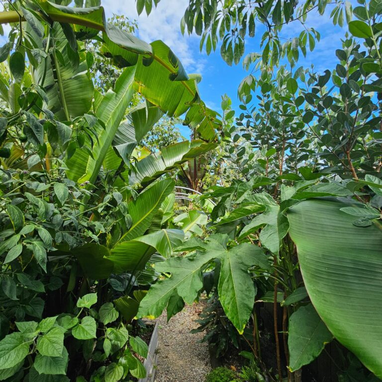 The Mimetic Forest: How Our Desire for Nature Builds a Resilient Community 🌳